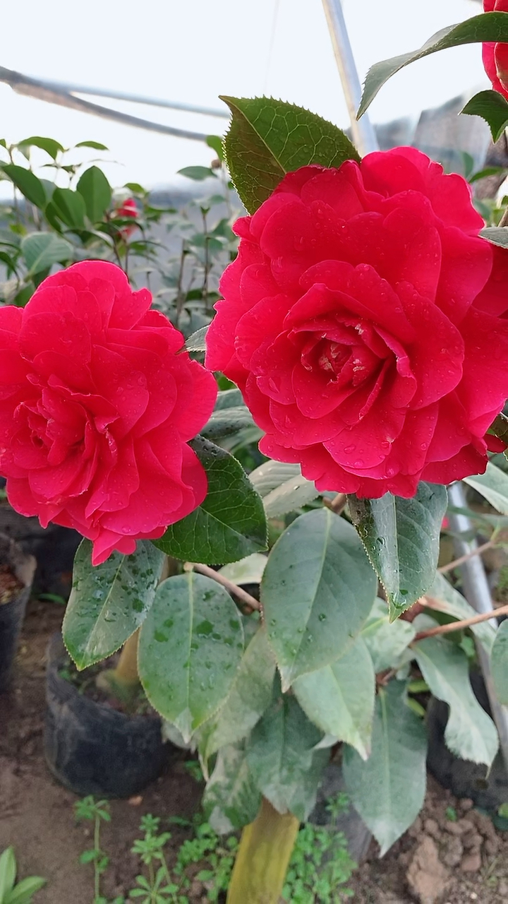 拉力皮特茶花开品鉴赏!花大色艳!