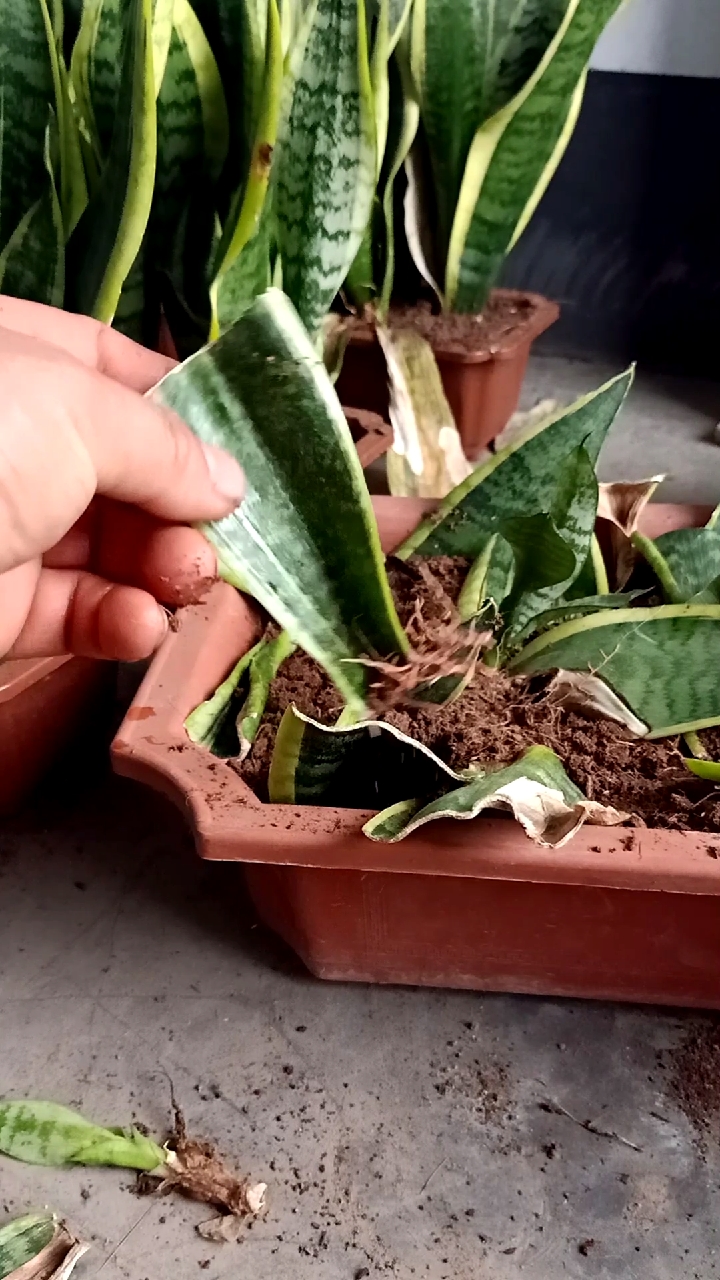 扦插技术#虎皮兰叶片扦插生根技术,成活率极高