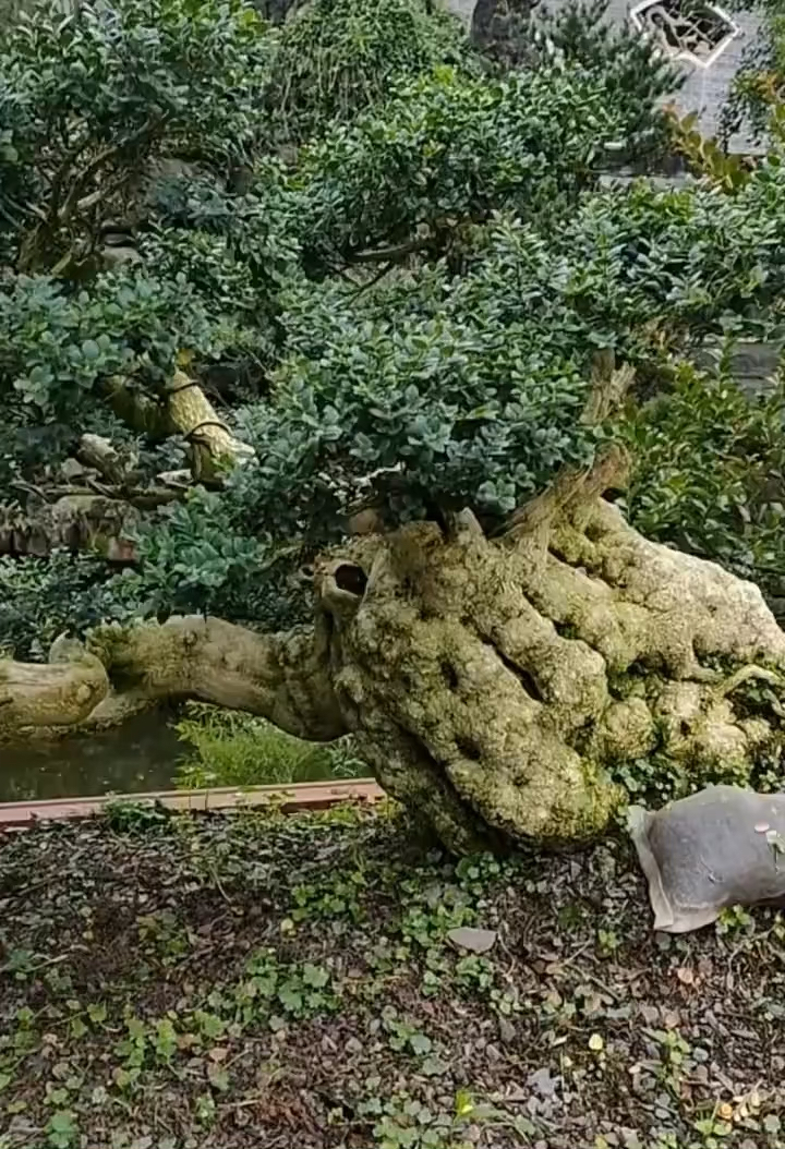 珍珠黄杨大悬崖