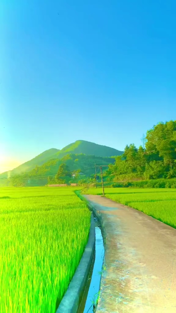 总是幻想,四十岁以后去过田园生活,夕阳,稻田,农场,牛羊,满眼都是风景