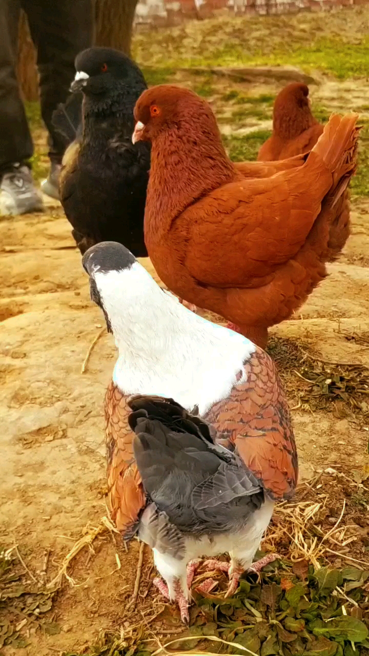 元宝鸽#吃玉米长大的鸽子个个和母鸡一样大