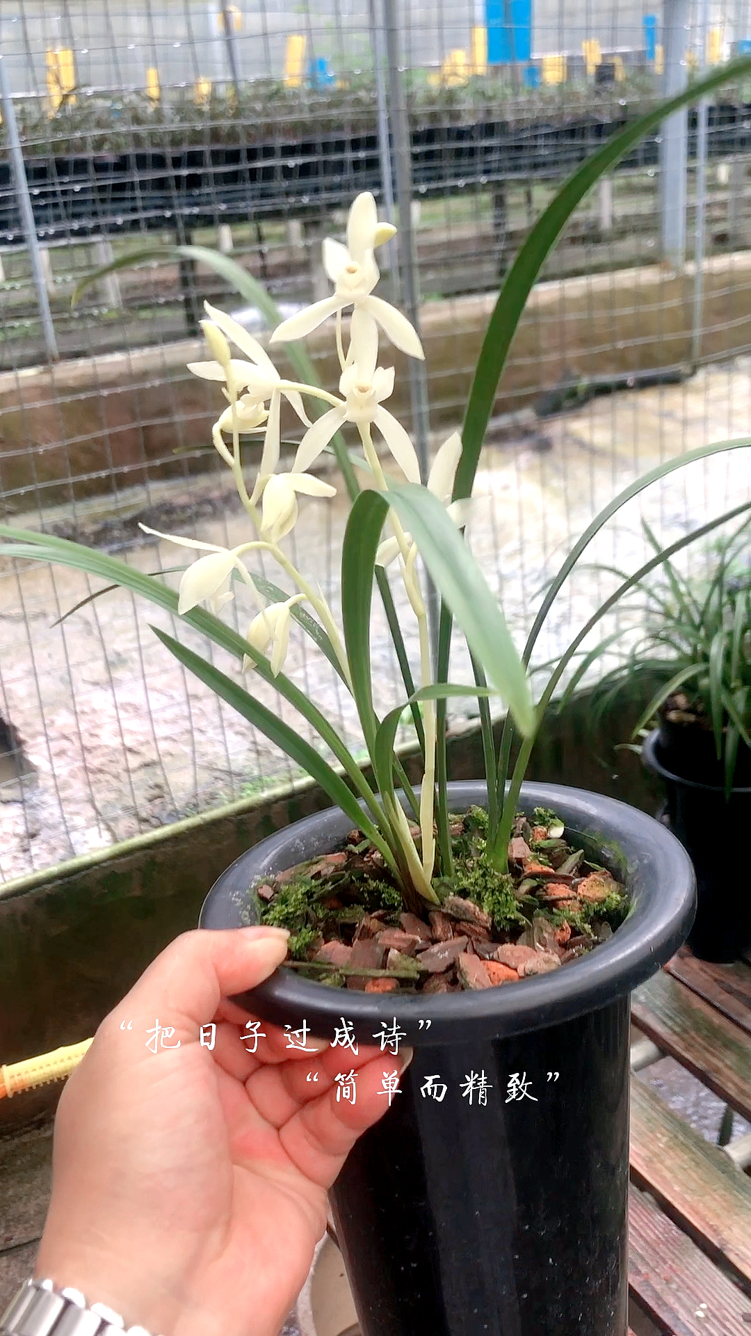 兰花#建兰【无尘】羞答答的白-度小视