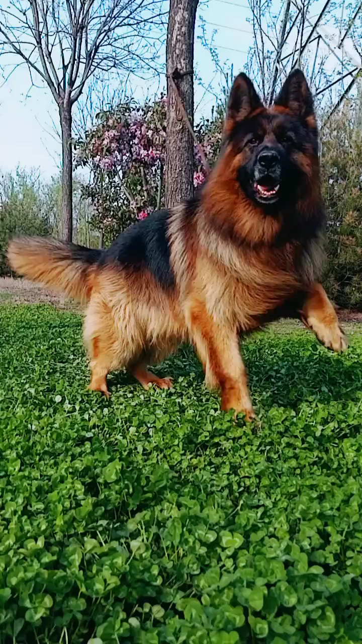 德国牧羊犬#长毛德牧科威.