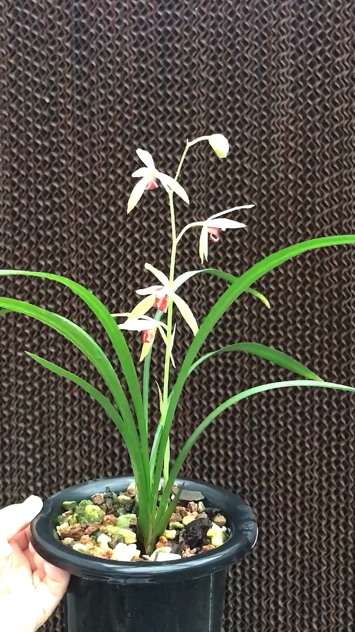 建兰~贵妃醉酒,带花苞