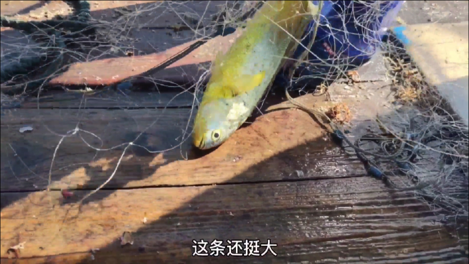 赶海户外#天道酬勤昨天空网,今天彪哥就捕到大黄鱼跟海红斑,而且最近