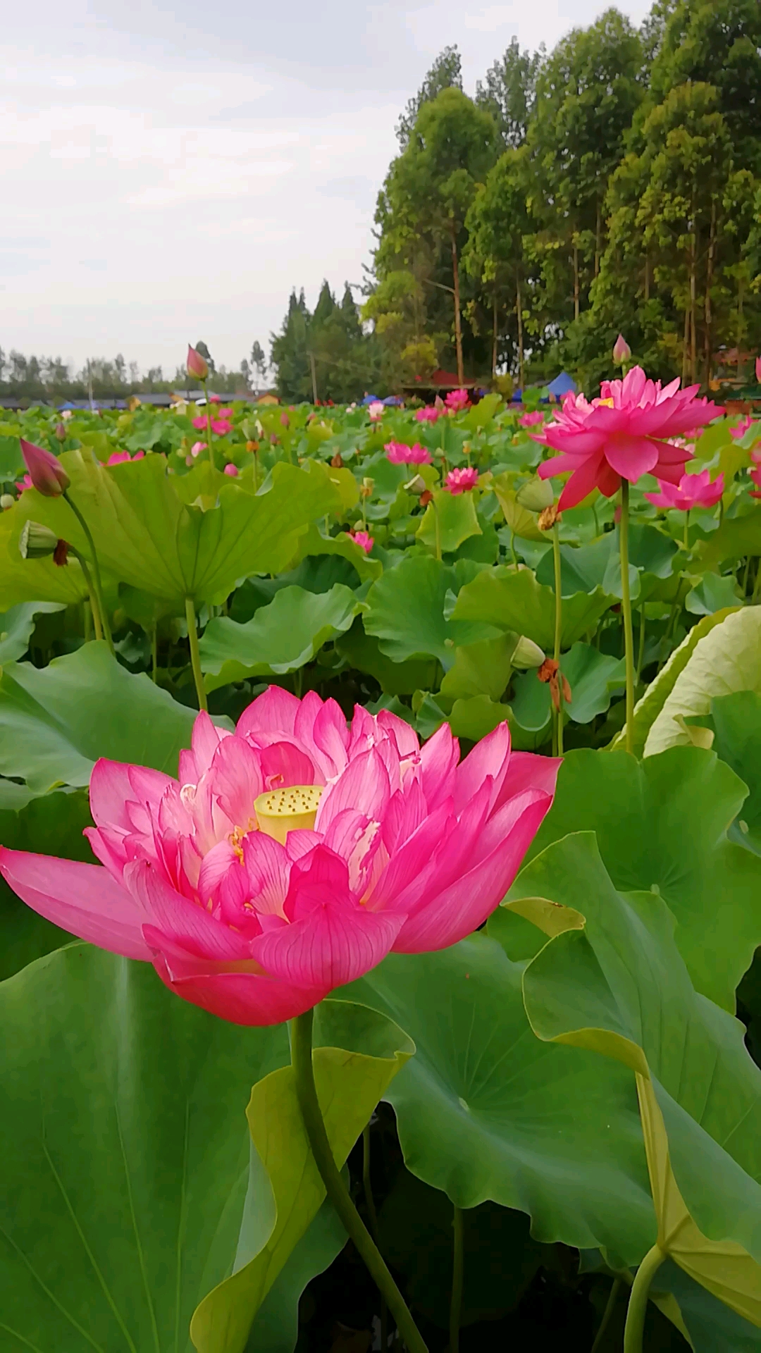 成都新津荷花基地实景拍摄——猪猪摄影