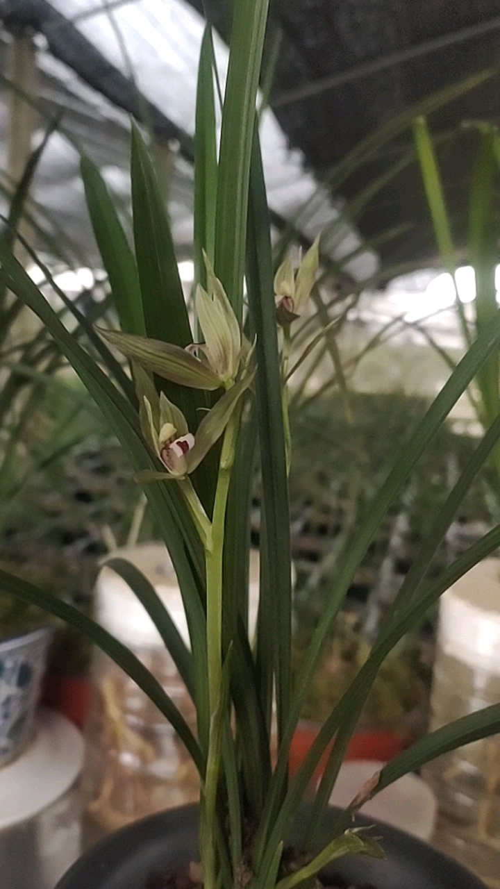 这盆是春剑叶型草直立叶,花也是直的