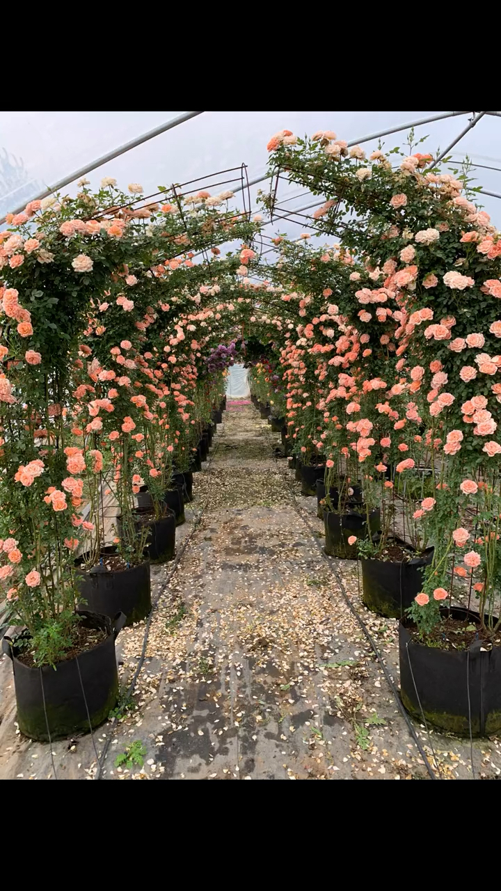 藤本月季做出的成品拱门,花量多,花期长,多季循环开花