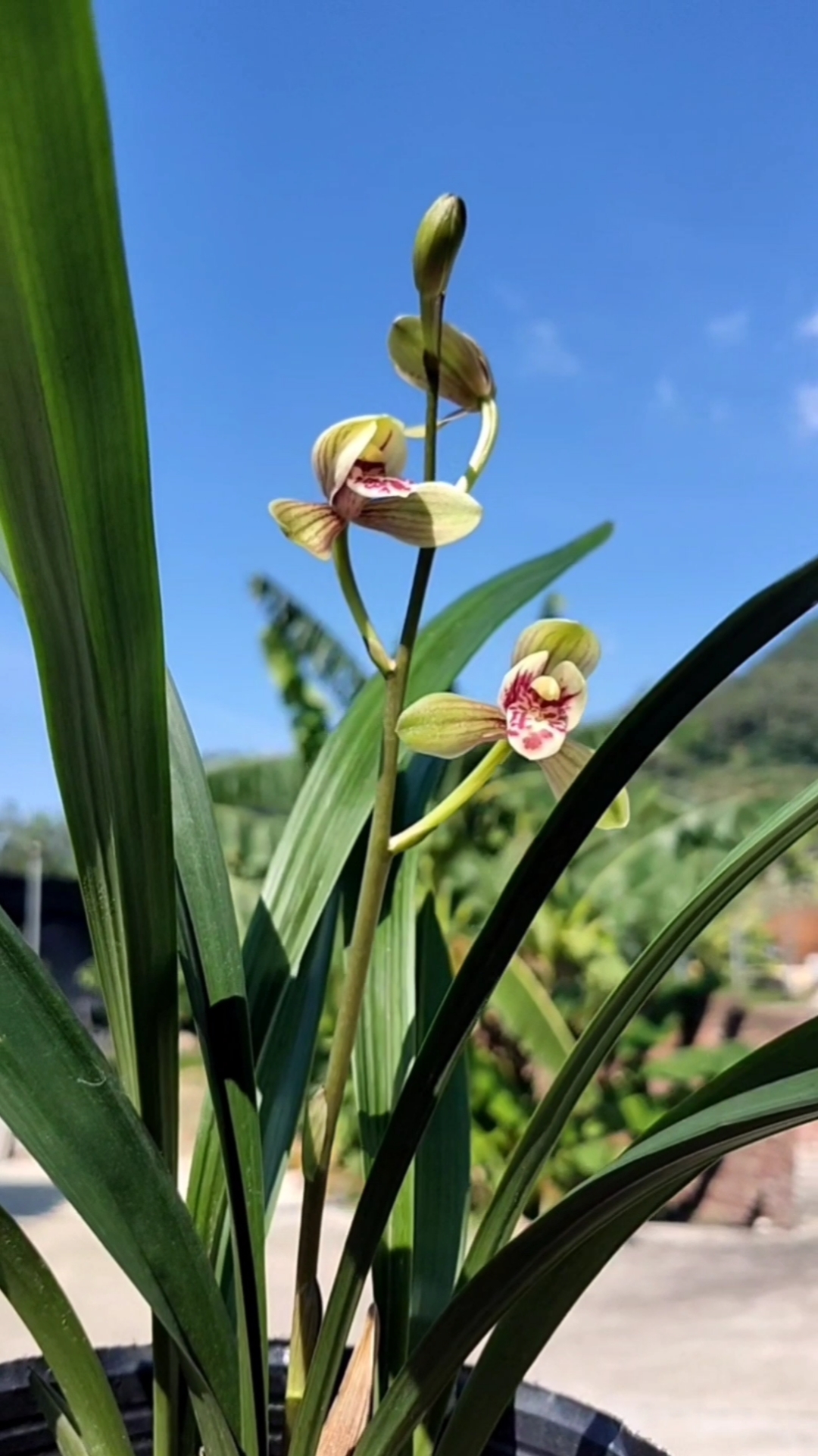 记录生活#建兰君荷