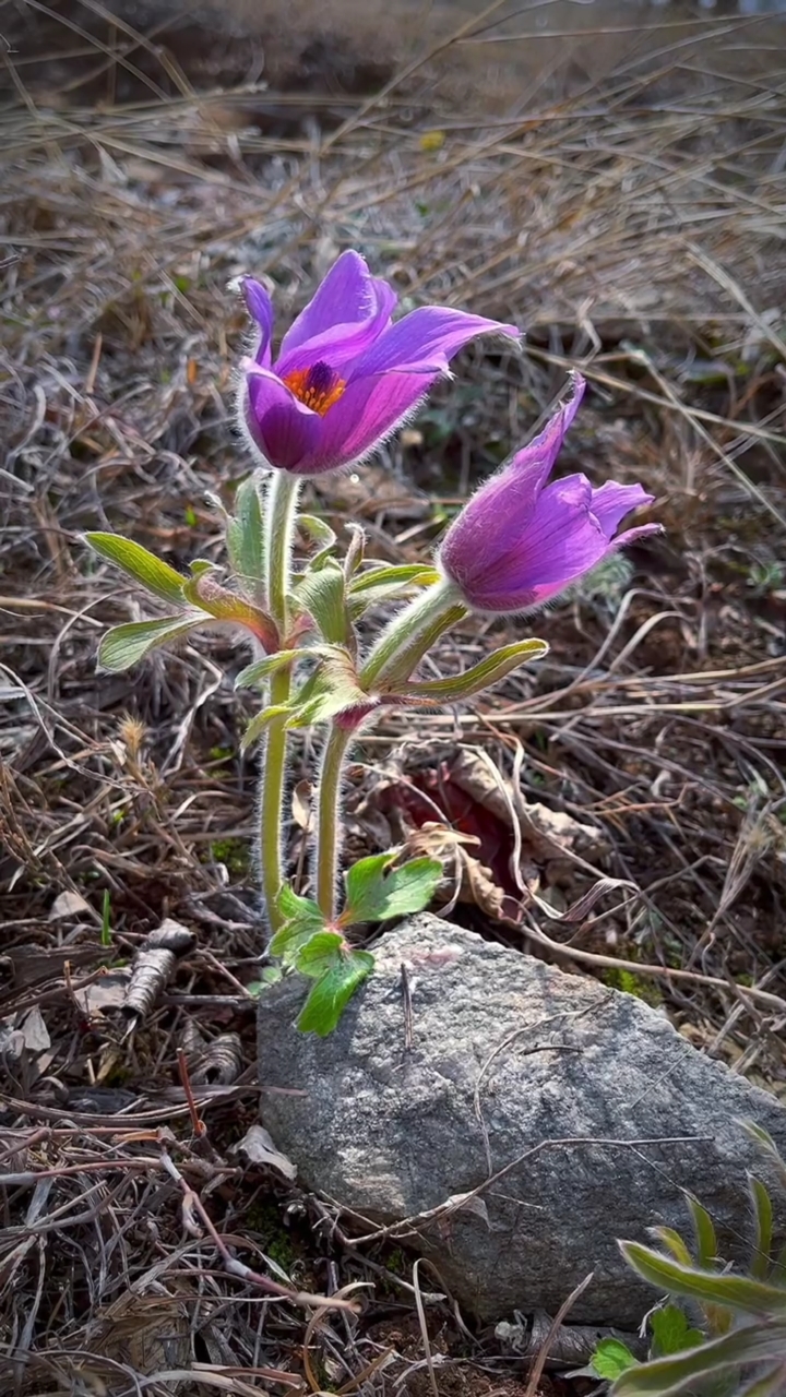 耗子花外敷图片