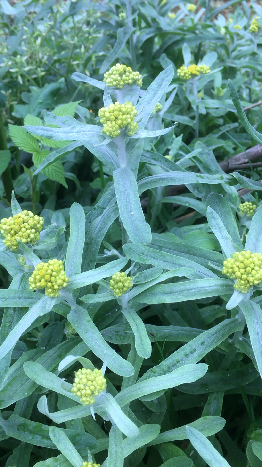 鼠曲草俗称棉衣青清明节做青团的材料