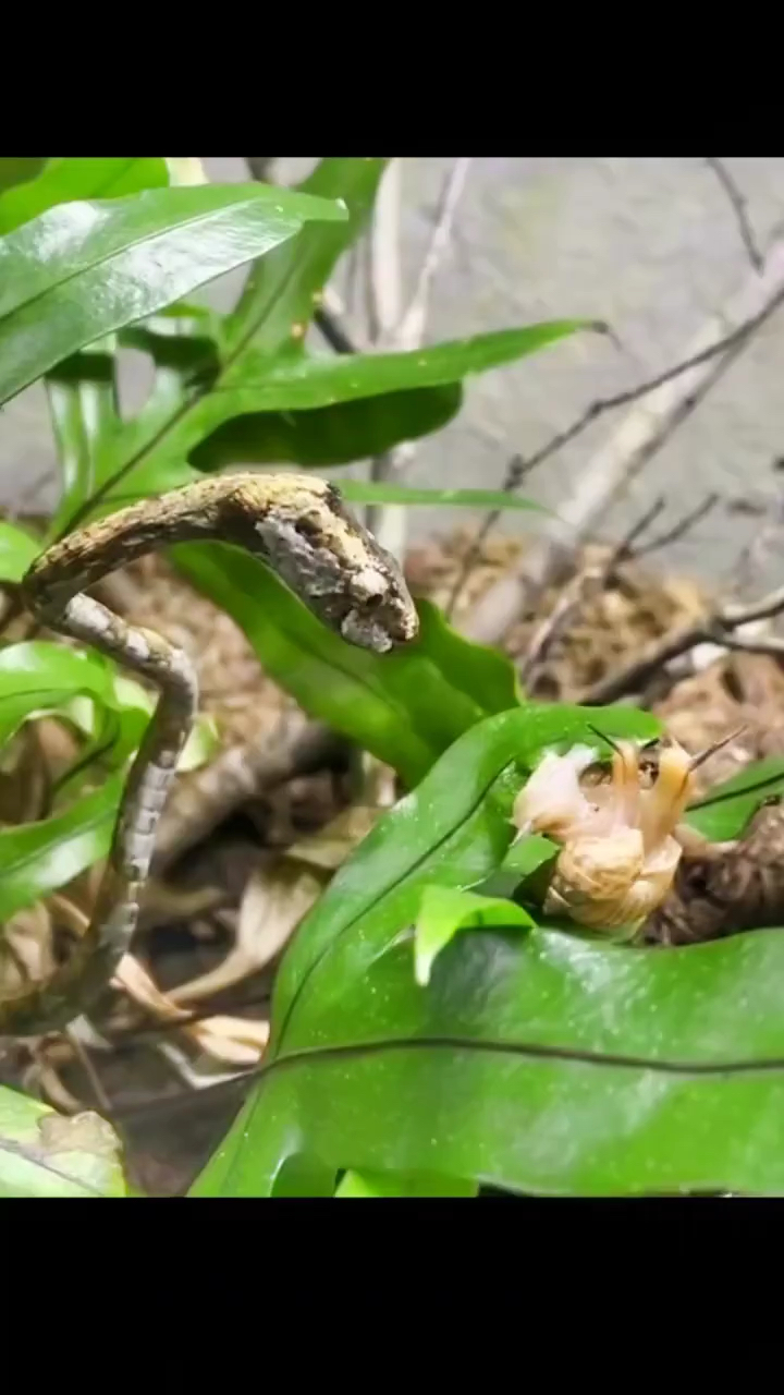 动物世界#传说中的干豇豆蛇,性情暴躁,神出鬼没,善于伪装,剧毒无比