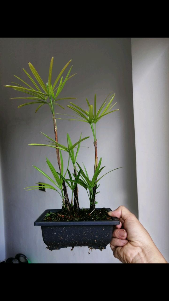 盆景室内绿植小叶矮棕竹