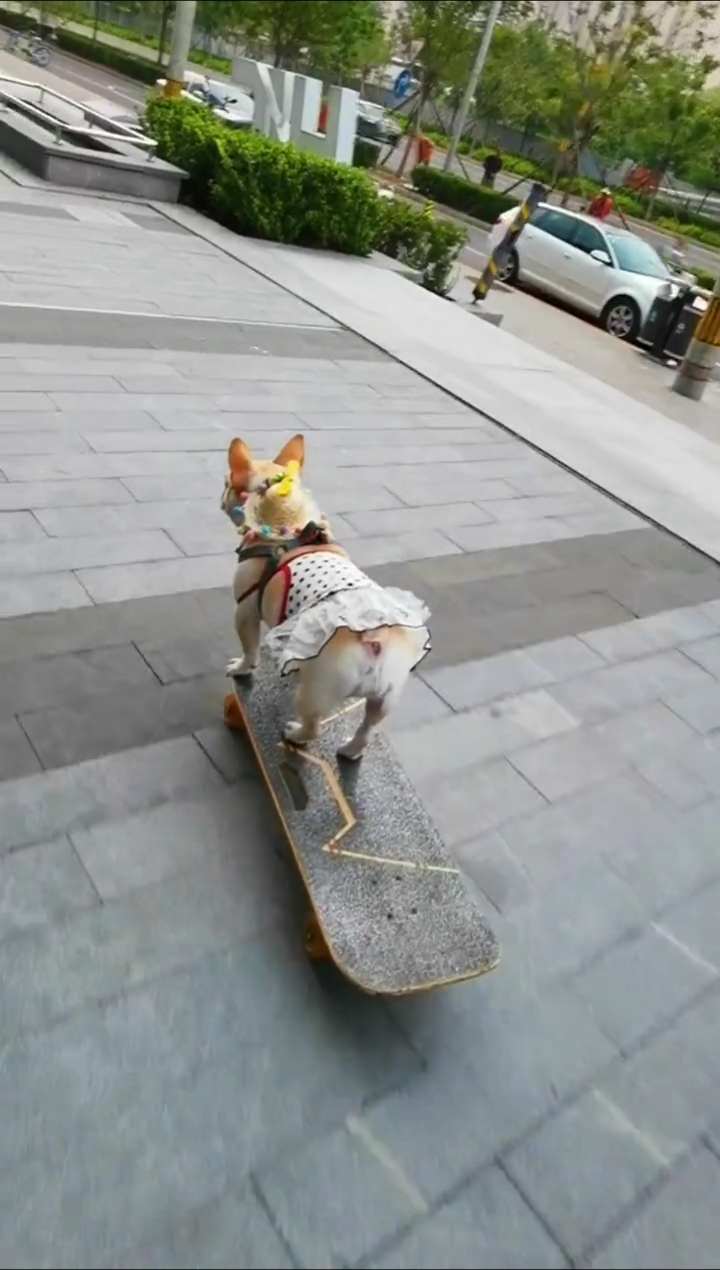 搞笑萌宠#会滑板的狗狗