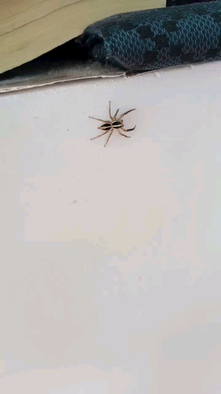 小蜘蛛又来当小宠了,脾气还暴得很-度小视