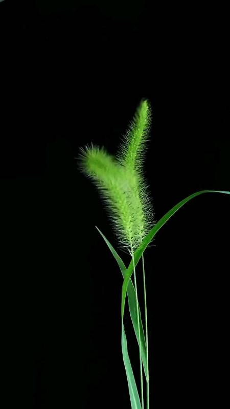 记录生活#狗尾巴草爱情的象征