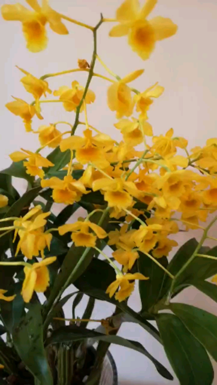 记录生活#就是喜欢种花,这棵石斛已种三年,开花时间很长.