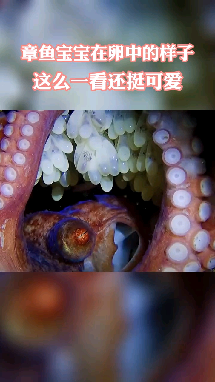 章鱼宝宝在卵中的样子,怎么这么可爱呢?