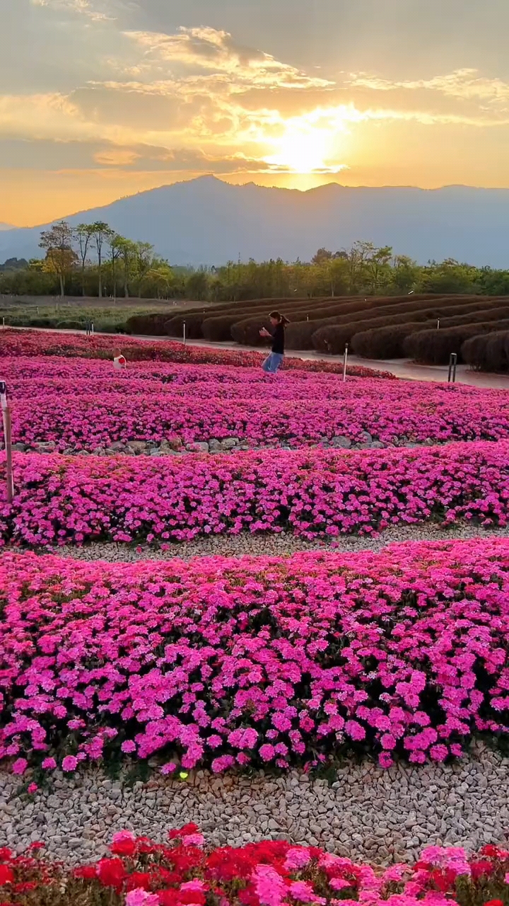 云南:抚仙湖醉美花海.