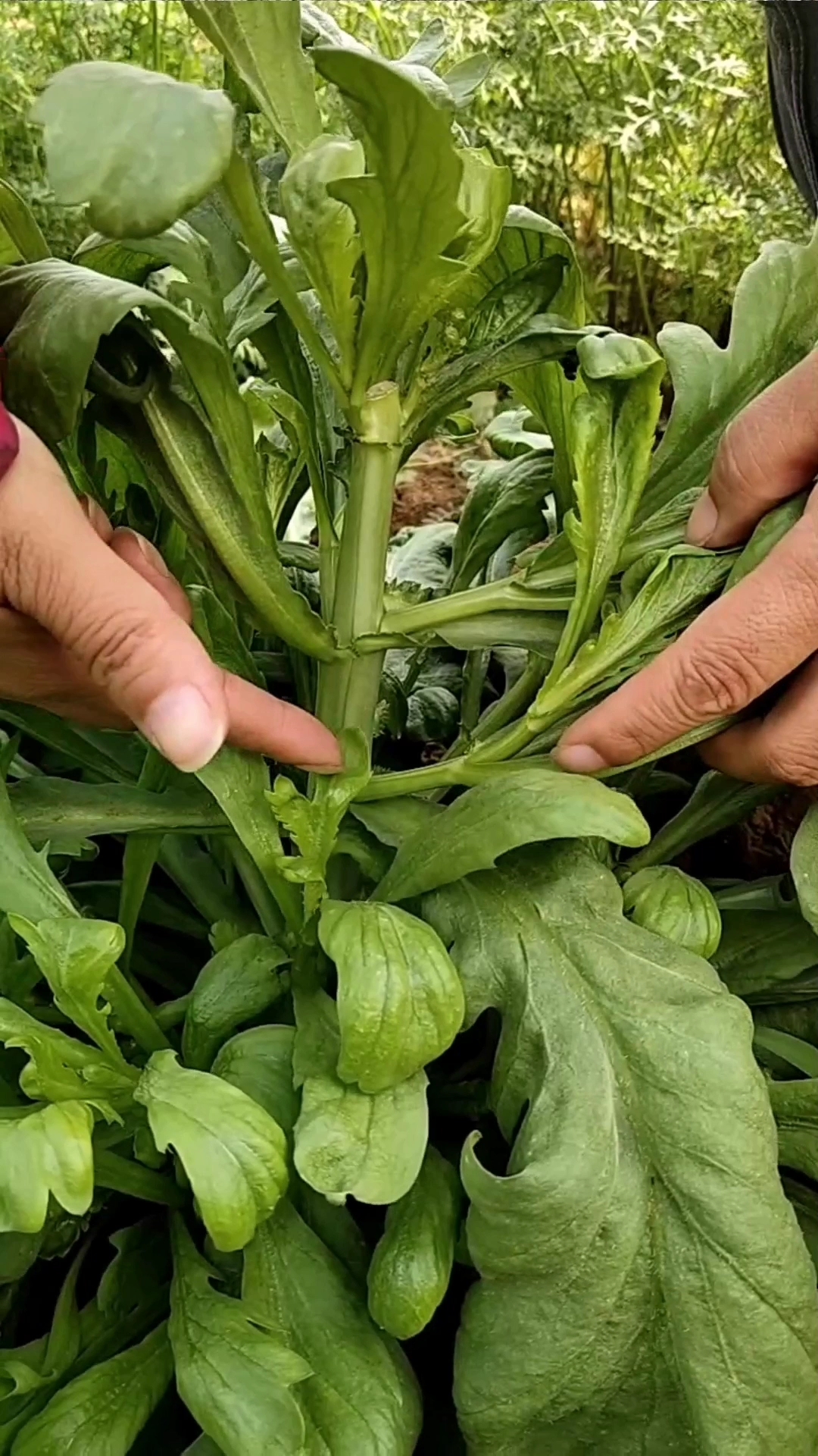 大叶茼蒿可以多茬采收,吃的时间长,现在正是种植的好时候,别错过-度小