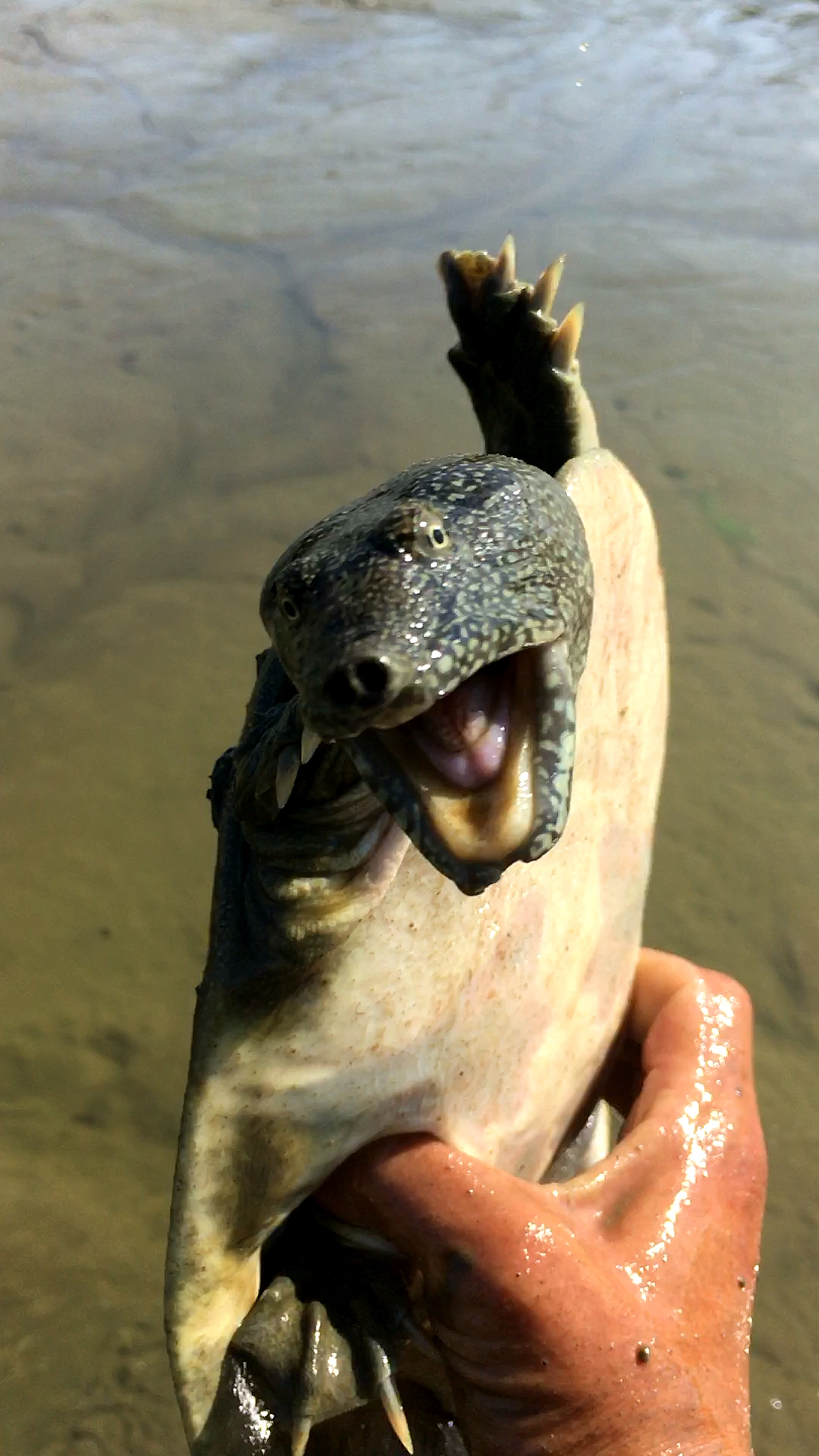 土里的甲鱼透气孔看不清楚,可以用试探一下
