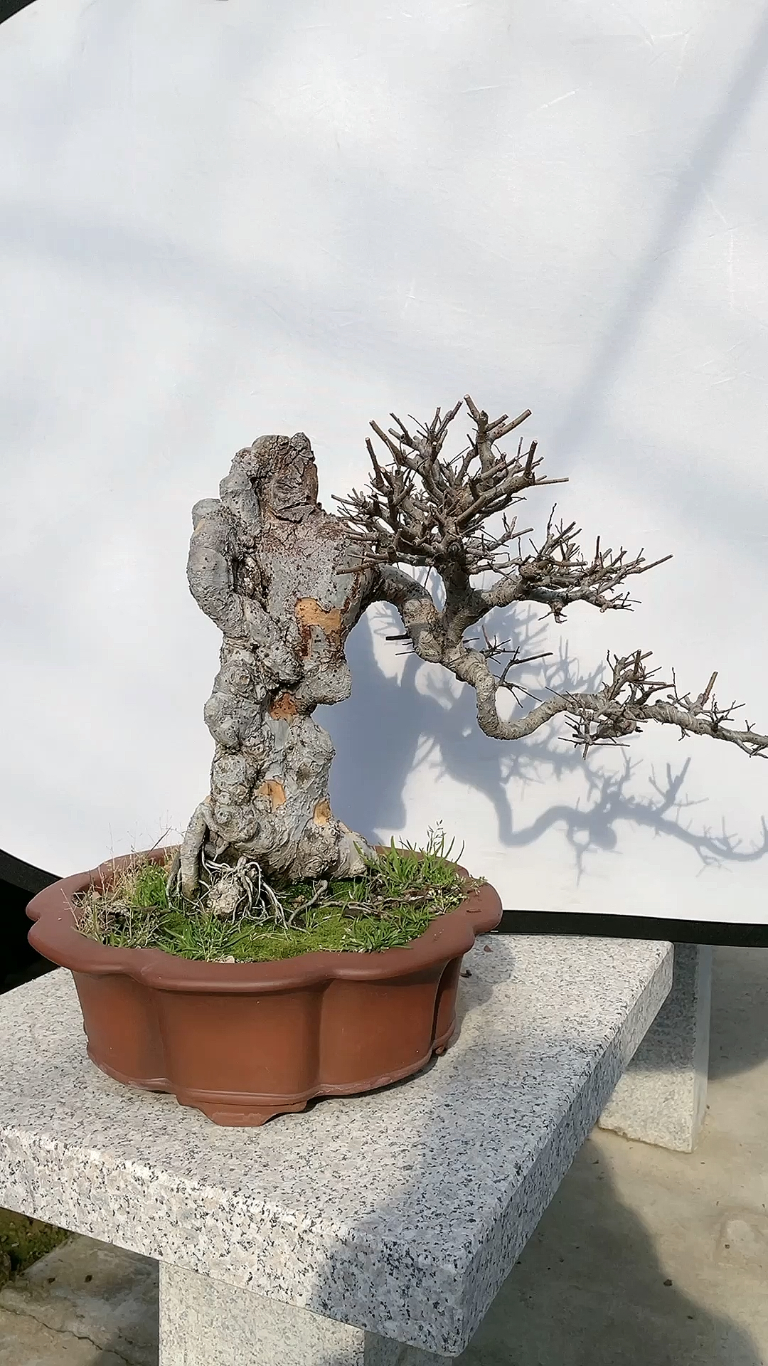 家养榆树年年有余碳化的榆树疙瘩