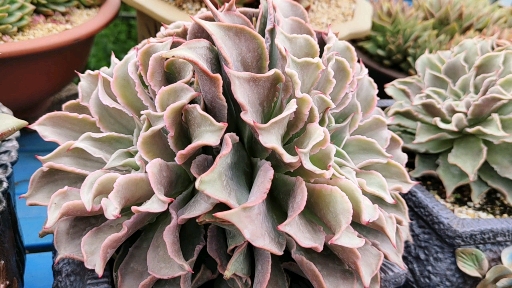 多肉植物#今年饺子皮的第一次亮相,这颜值您还满意吗?
