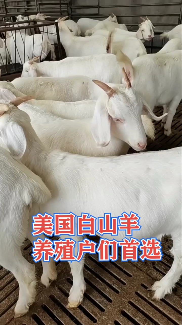 牛羊养殖#美国白山羊改良新品种,适应性强,全国各地都可饲养,是养殖