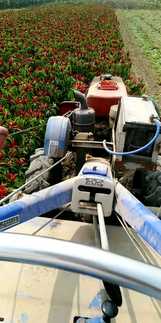 割晒机#新鲜出炉,朝天椒手扶收割机
