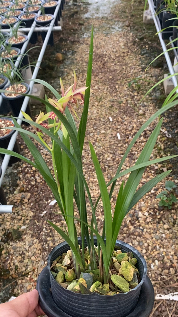 兰花#小国魂逸红双娇