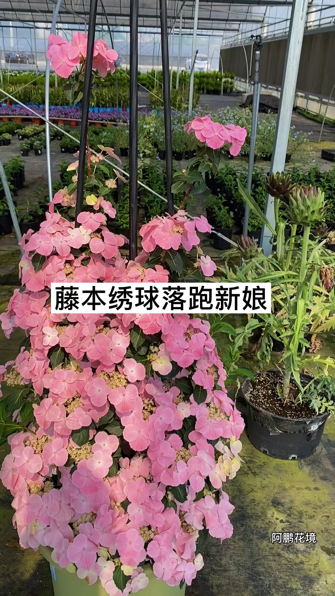 花园设计#藤本绣球落跑新娘,突破性的一款绣球,想象一下一整面墙犊