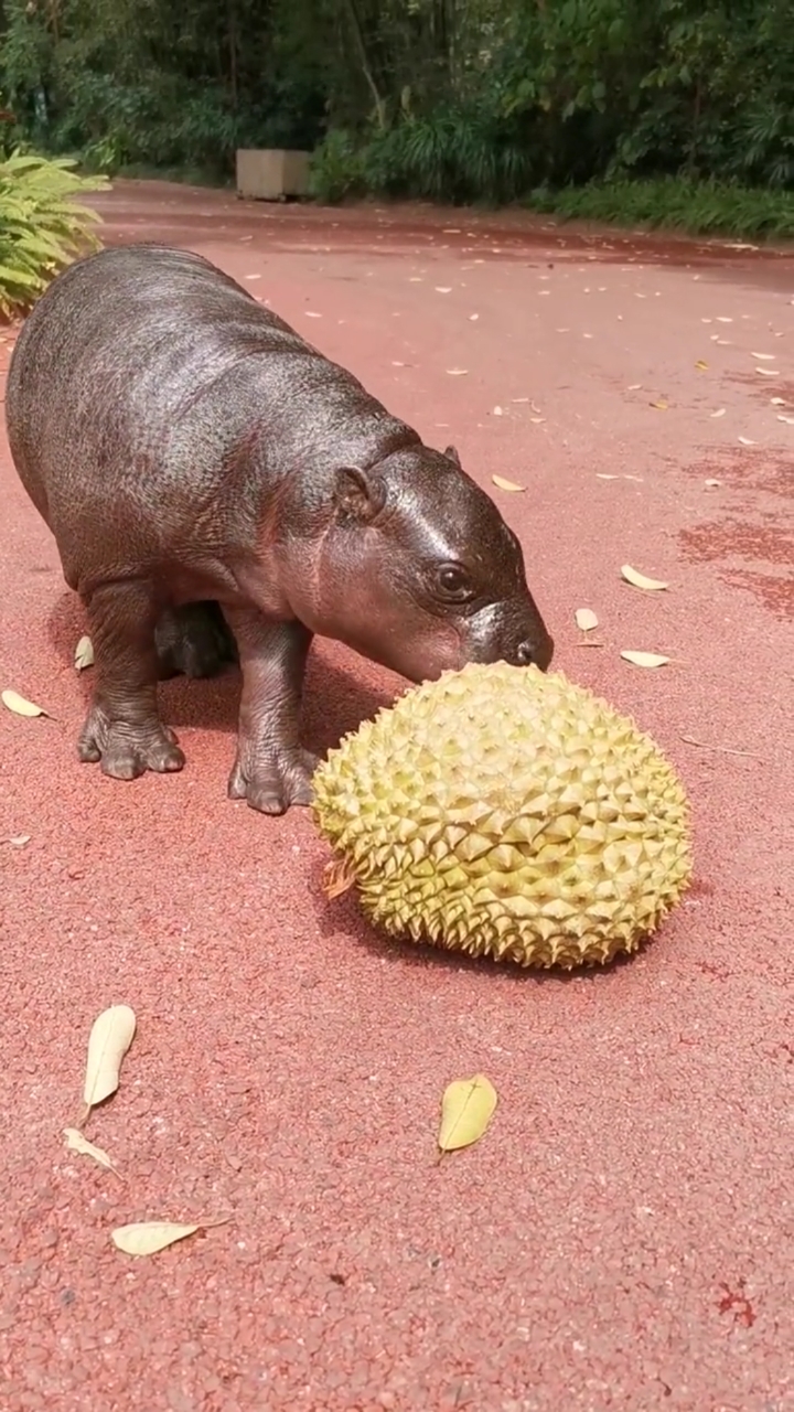 神奇动物在这里#小河马就是想吃榴莲