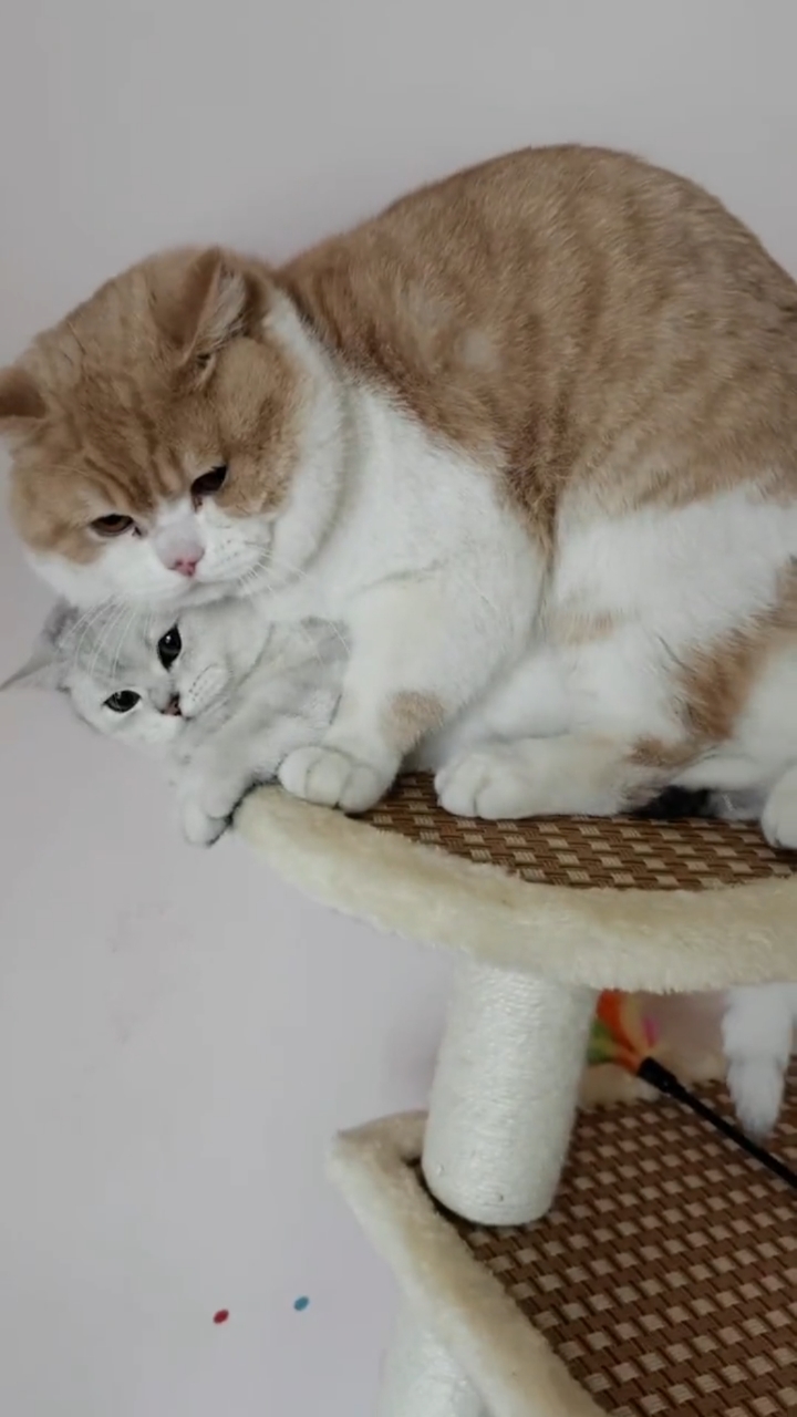 憨憨说我又不是人,我在干猫干的事[捂脸]