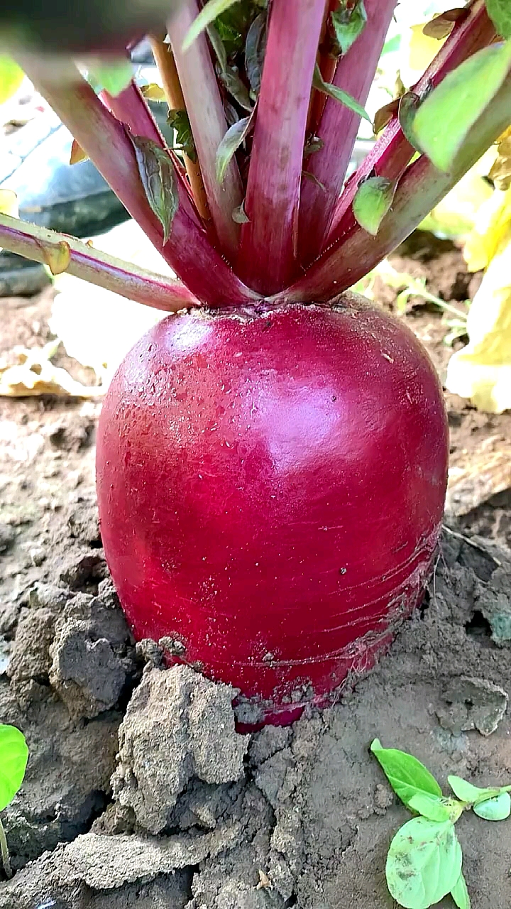 优质农产品#紫美人水果萝卜,优质农产品.