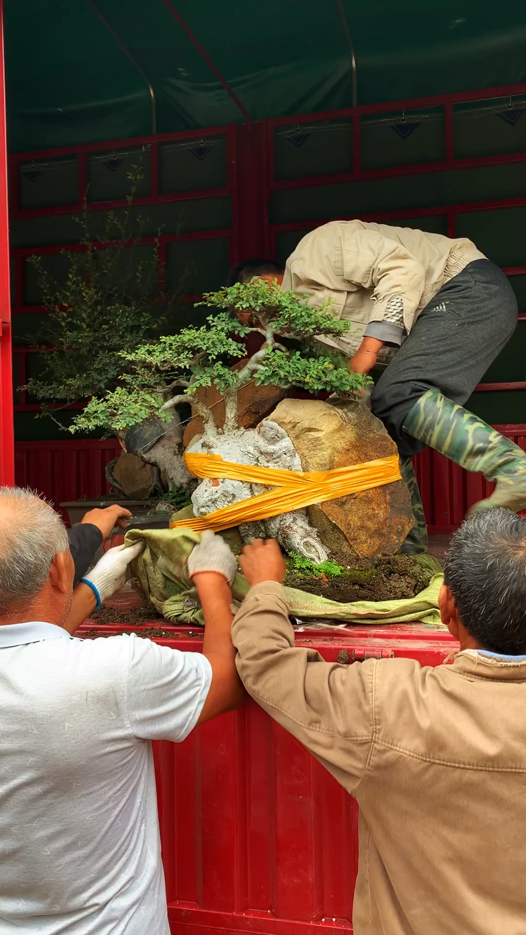 抱石榆树盆景开始换盆