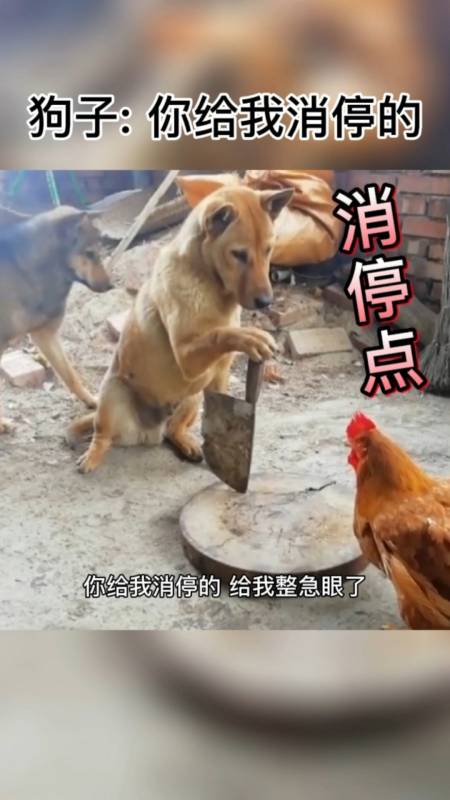 狗子:大公鸡你给我消停点的!别说我把你炖了啊