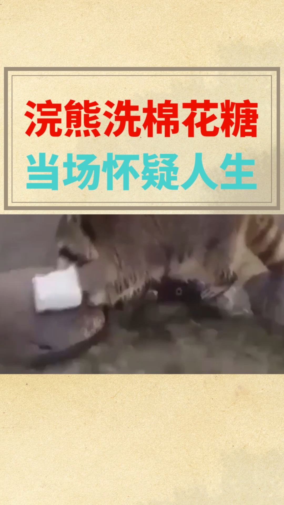 浣熊洗棉花糖,当场怀疑人生