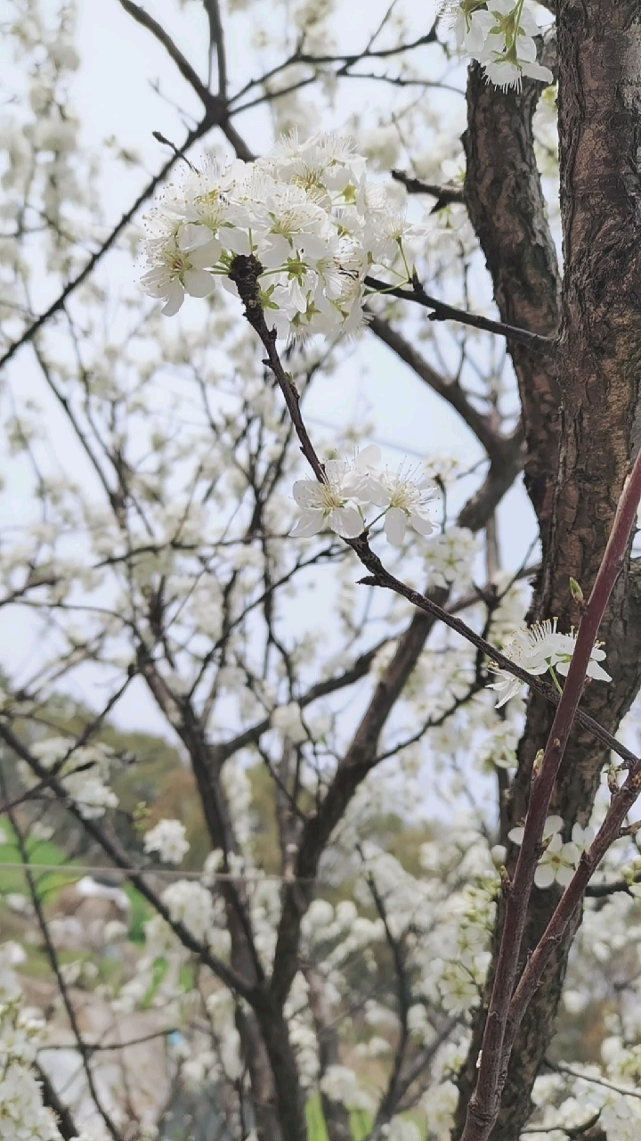 晒晒我家的春天#白色李子花,迷了我的眼