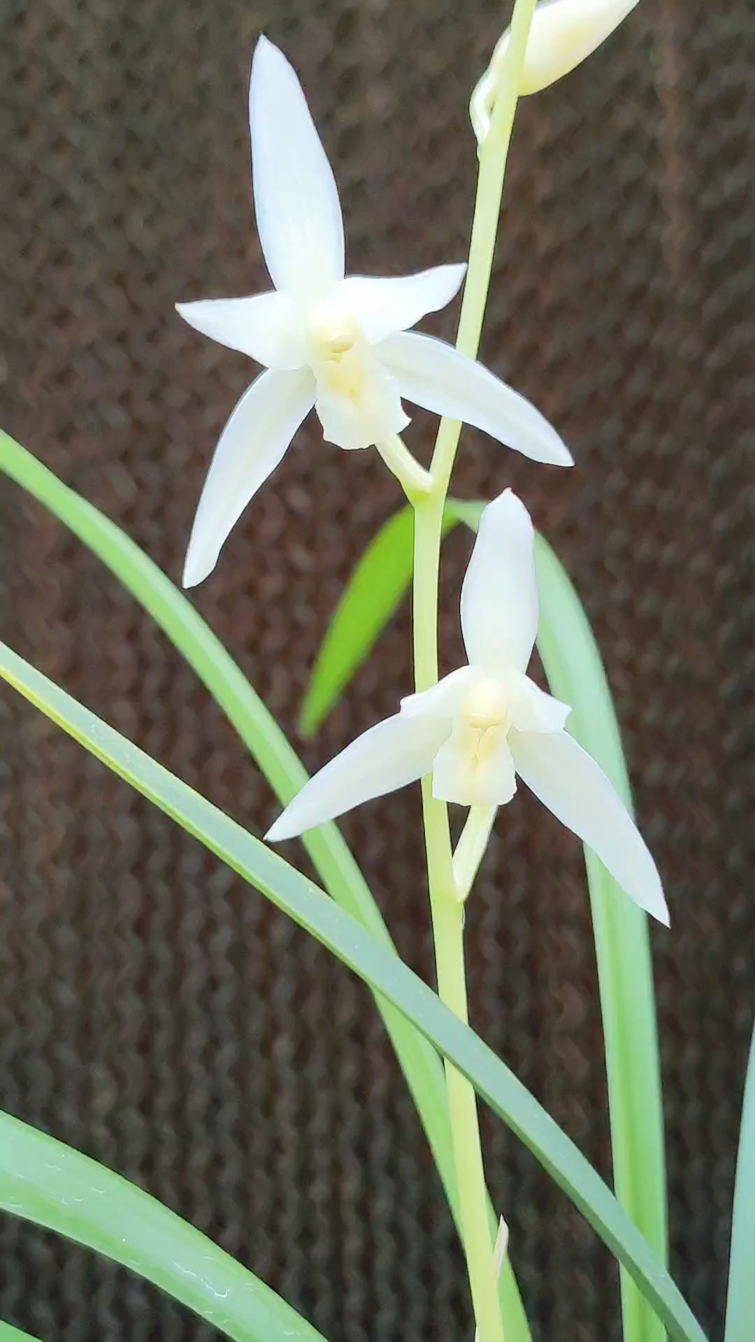 建蘭灕江雪,花如其名,潔白如雪清澈透亮非常漂亮