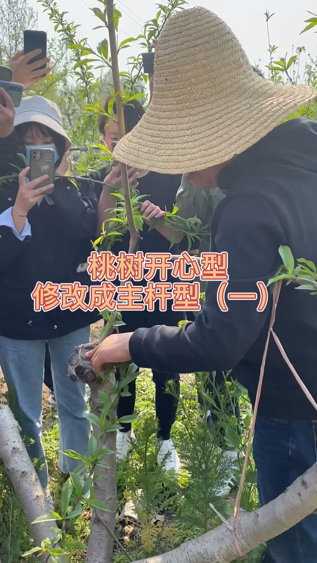 果树修剪#桃树修剪从没有产量的开心型修剪成高产量主杆型详细修剪