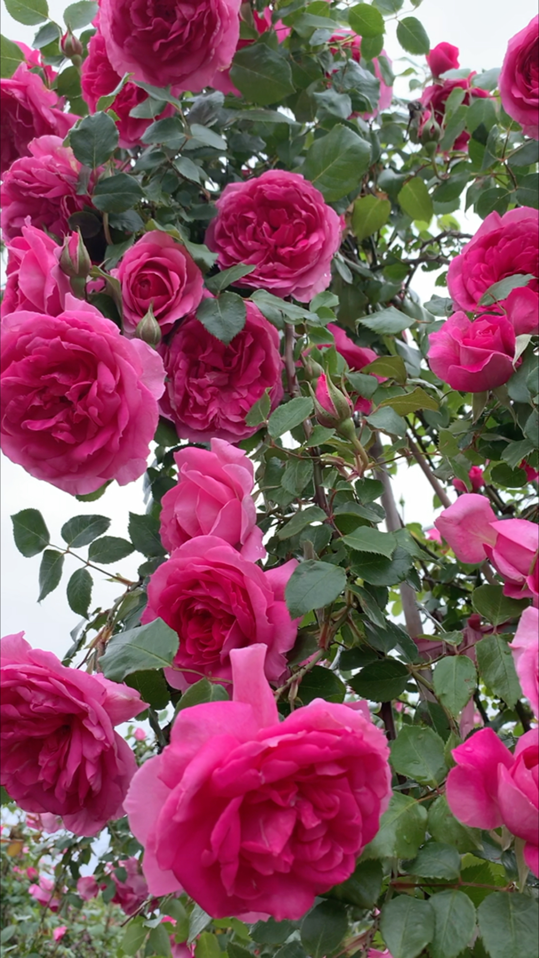 月季#大游行月季