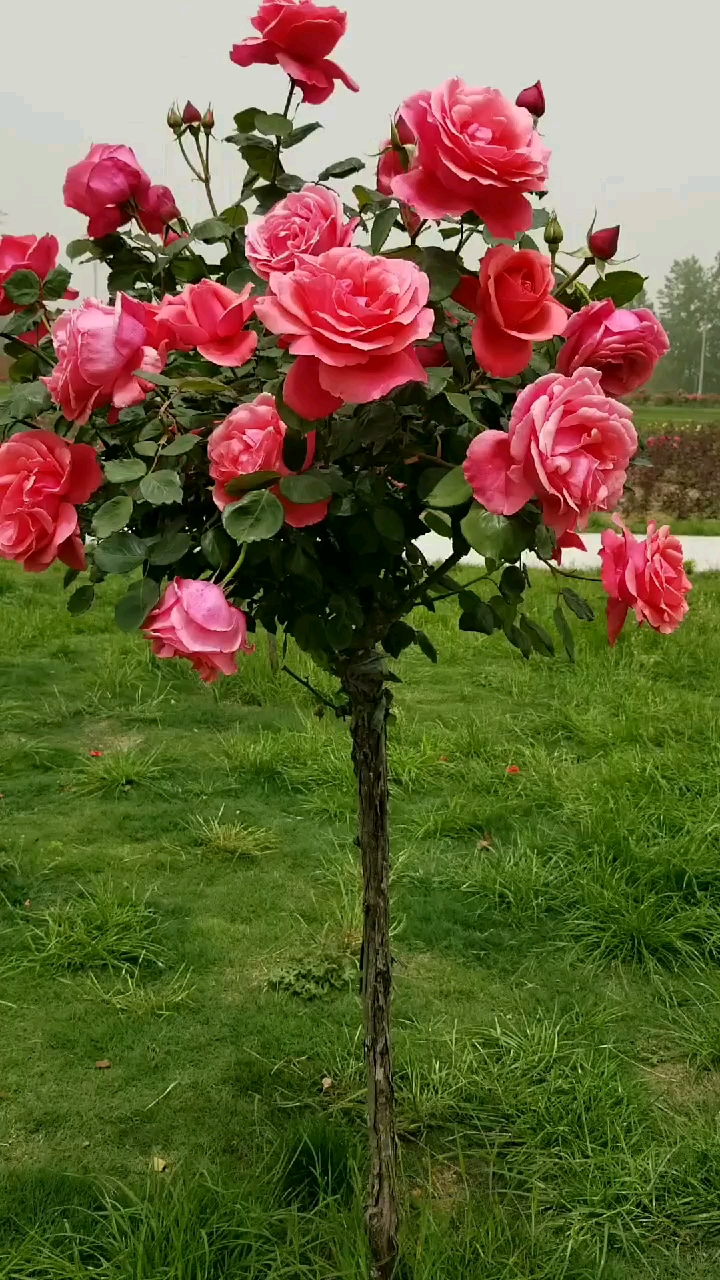 行道景区庭院阳台都适用的国月大花树桩月季来啦量大从优.