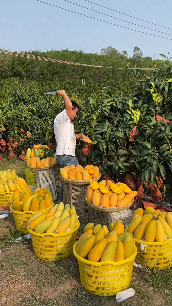 金煌芒"果园直发