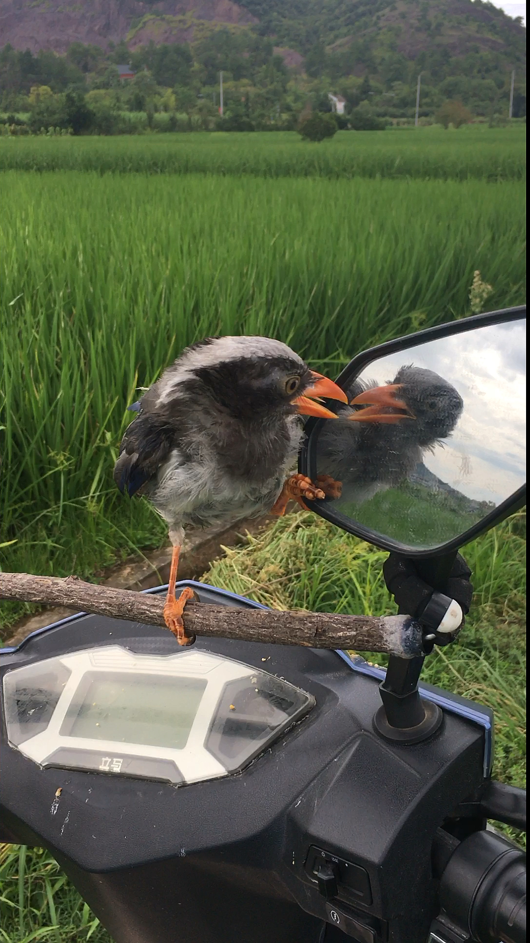 红嘴小八哥这是对着镜子说你好吗?