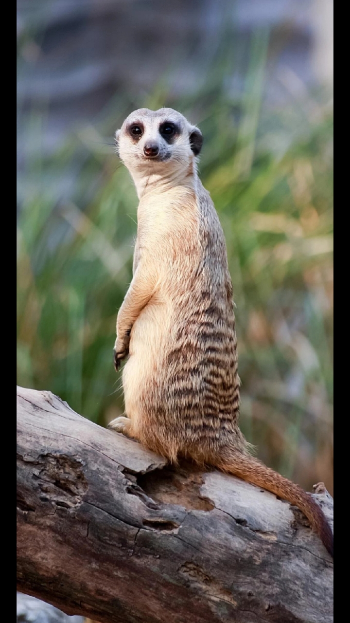 动物萌萌可爱照