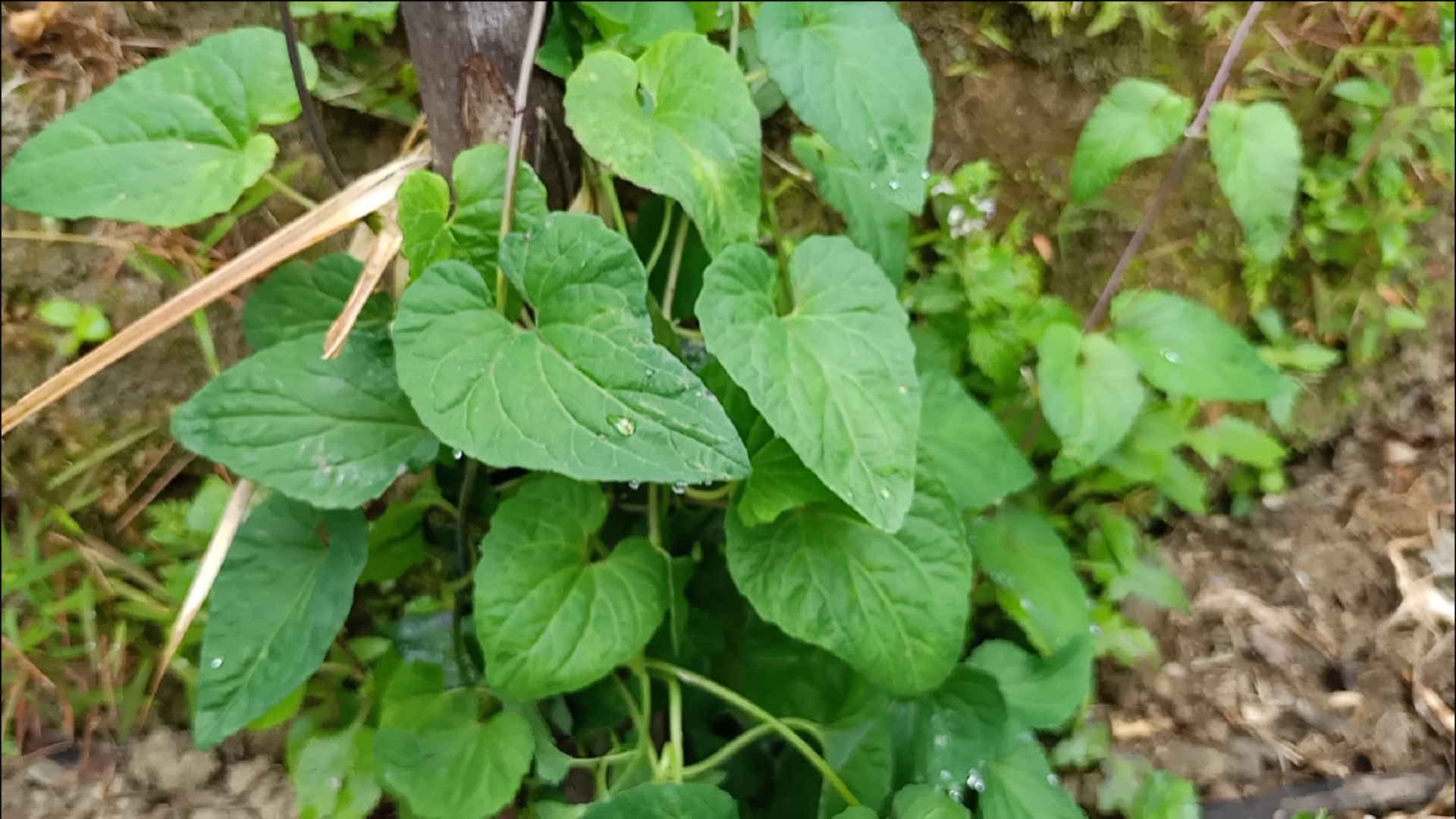 農村山林裡現成的煲湯材料:野黨參