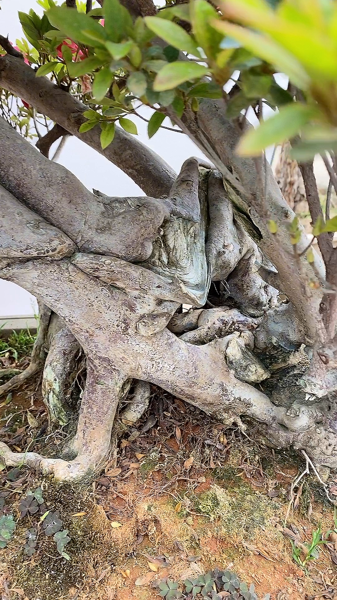 老桩杜鹃,含苞待放!