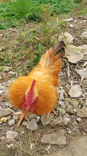 秋游#斗鸡眼