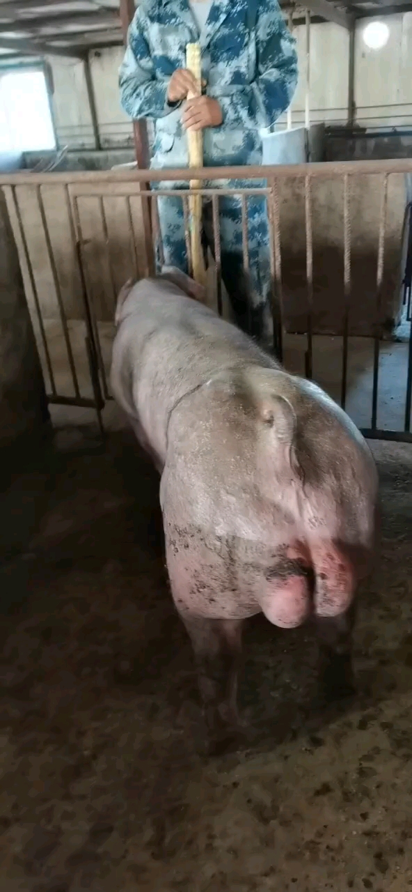 种猪#新美系杜洛克种公猪育种级别