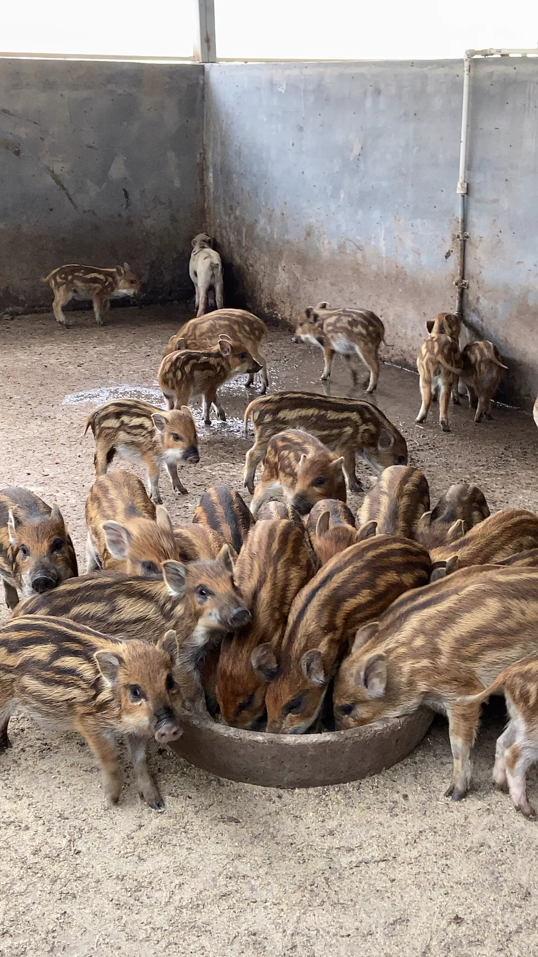 养殖野猪利润价值